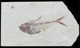 Very Detailed Diplomystus Fossil Fish - Wyoming #32794-1